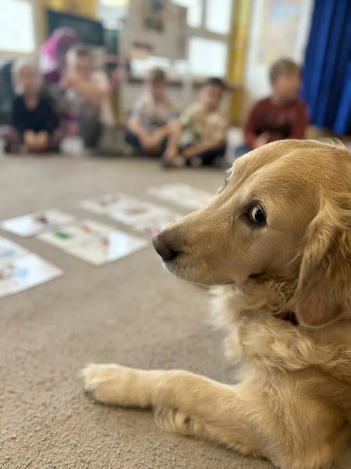 Carmen, golden retriever, portret