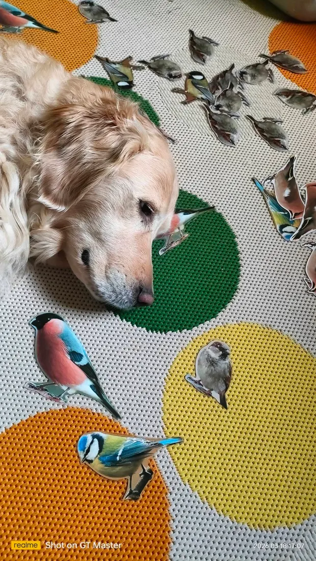 Carmen, golden retriever, w bandanie z napisem „Jestem tu, by Cię wspierać”.